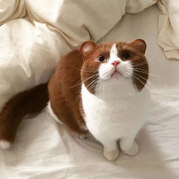 咖啡色小猫咪可爱死了好像圆滚滚的巧克力球