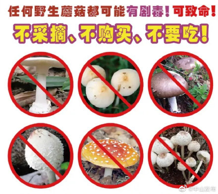 柳树蘑菇 不能吃图片