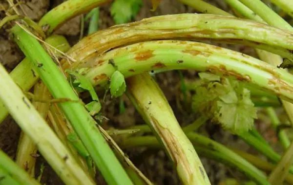 芹菜三种常见生理病害