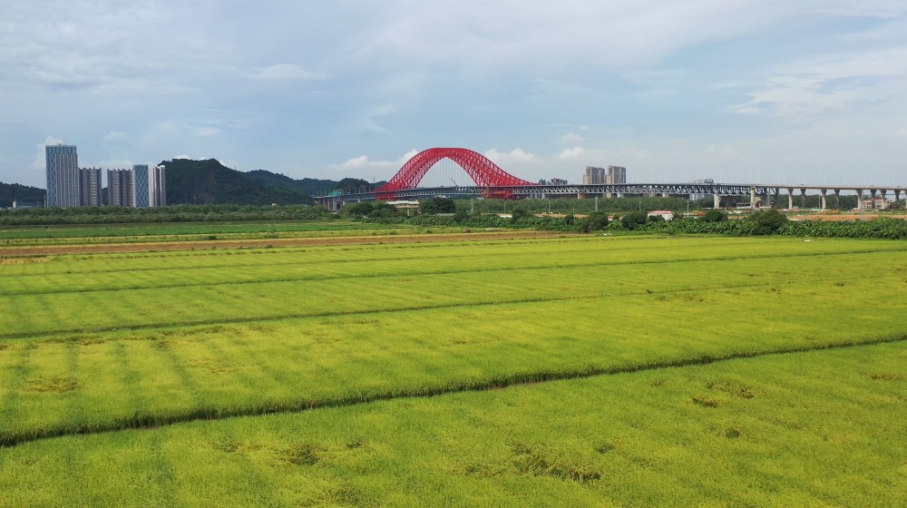 广州南沙:告别"靠天吃饭",农户每亩水稻交8元保费,受灾最高可赔千元
