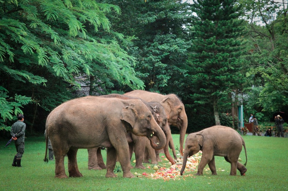 云南野象谷:18头亚洲象享用3吨节日大餐_腾讯新闻