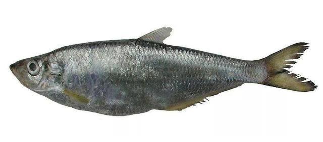 开海了,详解被严重低估的海鱼:鳓鱼