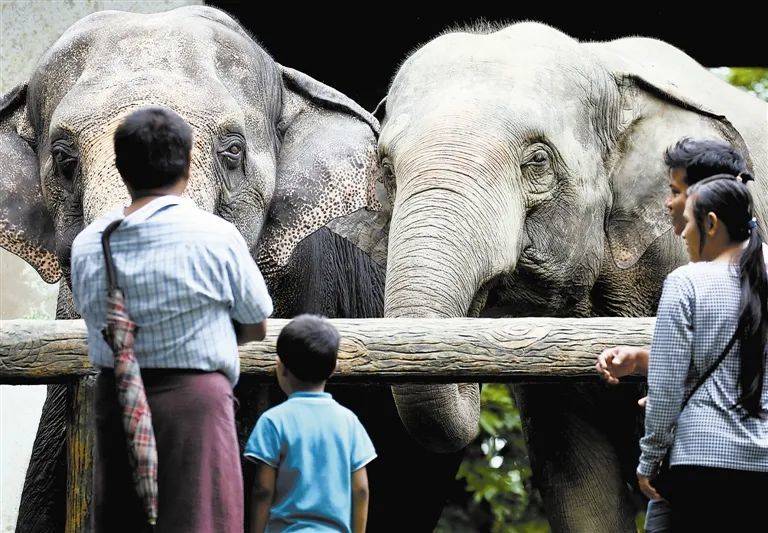 世界大象日探寻出走的象群