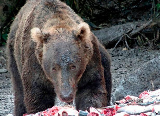 俄罗斯女子参加婚礼时失踪,疑似因路过熊出没的森林时被熊吃掉