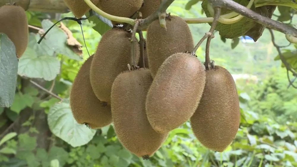 快来尝鲜和平猕猴桃成熟上市总产量5万吨