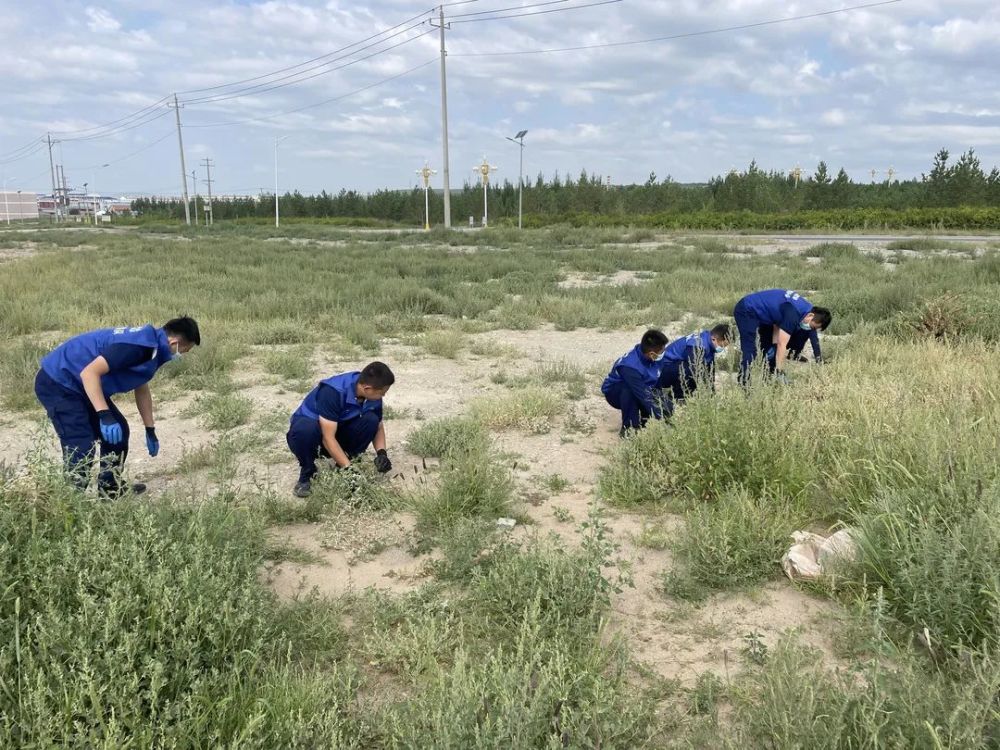 6至15岁过敏性鼻炎患病率最高锡盟多地开展除蒿草行动