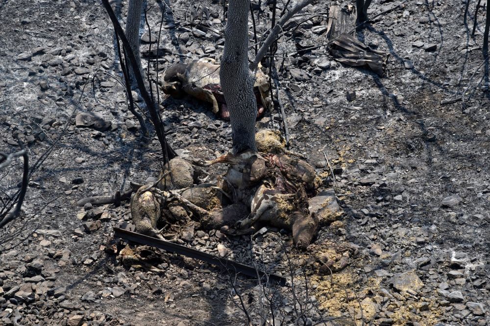 新华社/法新这是8月11日在阿尔及利亚卡比利亚拍摄的火灾现场.