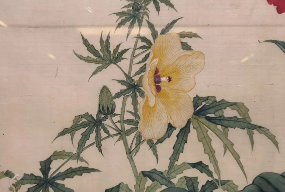 黄葵黄蜀葵丨画里向阳枝从一幅花鸟画说起