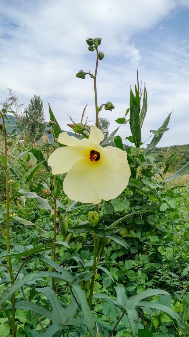 黄葵,黄蜀葵丨画里向阳枝:从一幅花鸟画说起