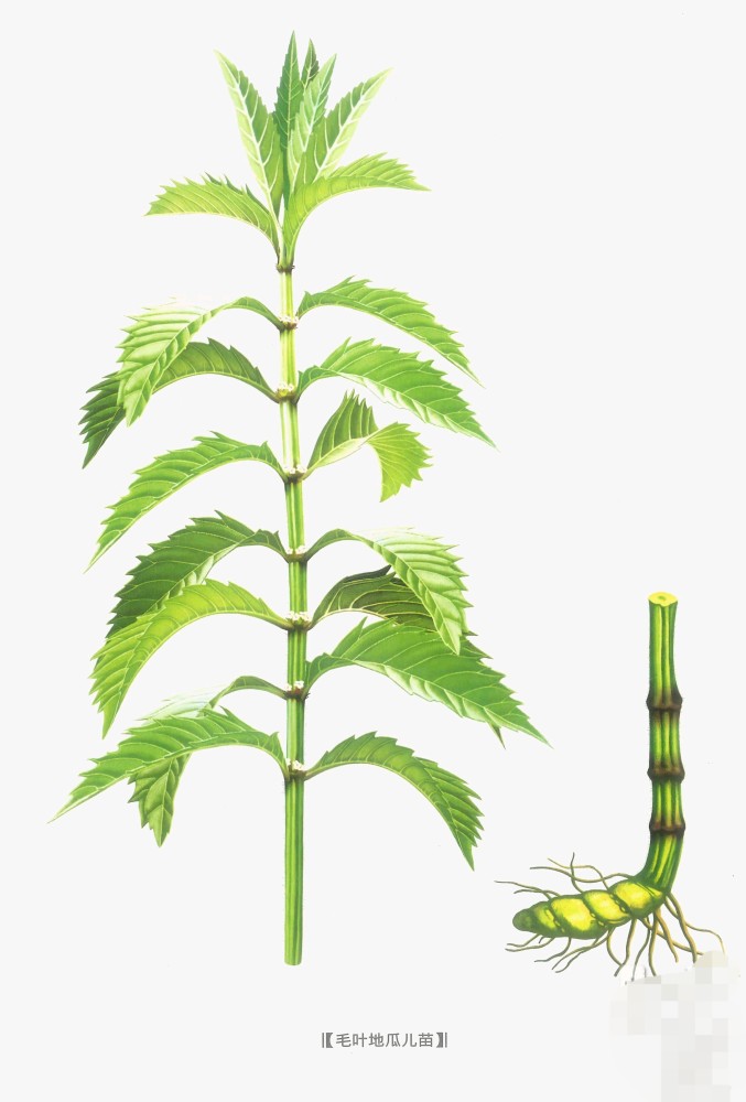 中药古今研究泽兰