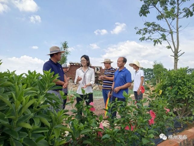 小康圆梦|平马镇:风貌提升绘就美丽新画卷 乡村振兴共圆幸福小康梦