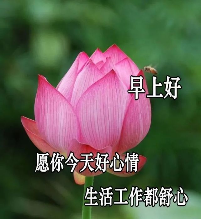 最新版大家早上好表情动态图片 2022最漂亮早晨好问候表情包