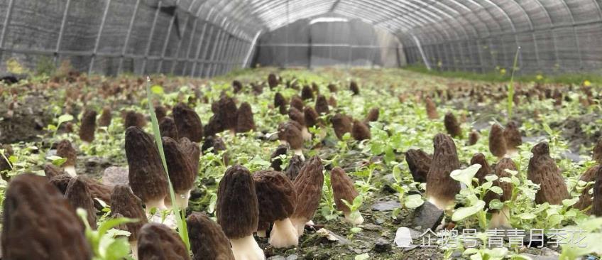 重要提示四川省食用菌协会关于羊肚菌大田种植的风险提示及对策建议