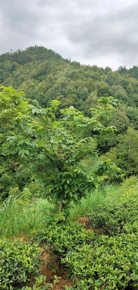 茶园套种青钱柳赋能乡村振兴