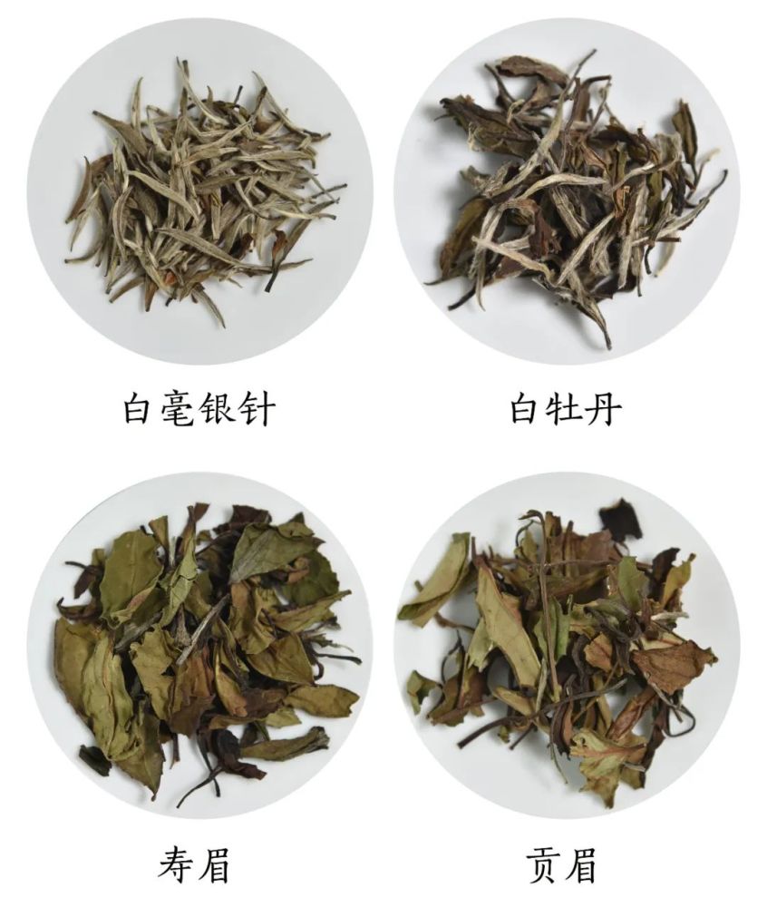 白茶的花色等級大致如下:白茶一直是六大茶類中比較特殊的存在,跟其它