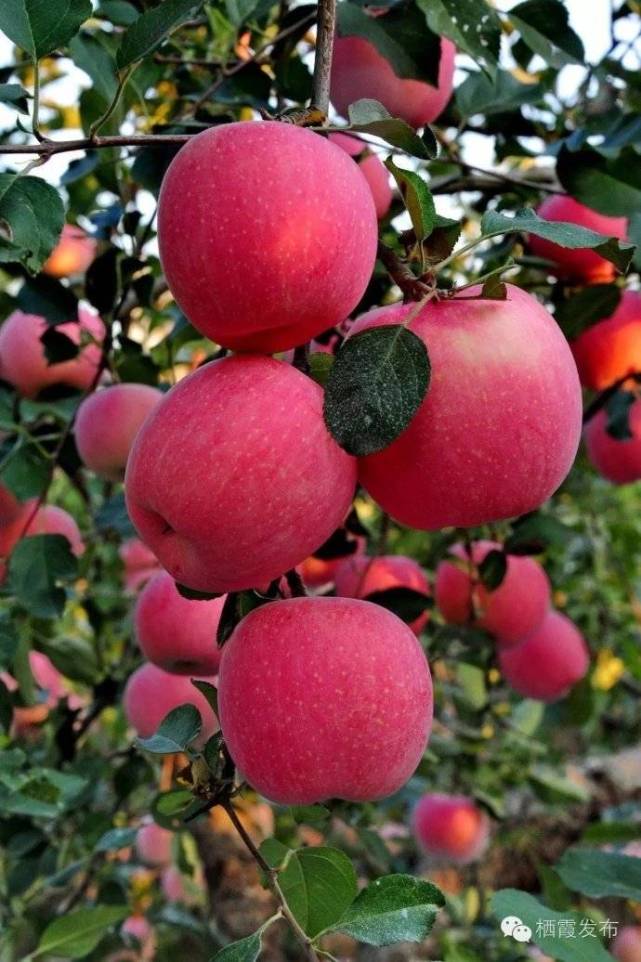 栖霞红苹果红色烟台的红色基因植入了誉满海内外的红樱桃与红苹果.
