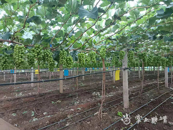 新田村的阳光玫瑰葡萄种植基地引进智慧种植技术,建设标准大棚,安装