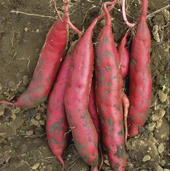 红薯高产中生根多薯宝的使用方法建议——薯帮主植保科技