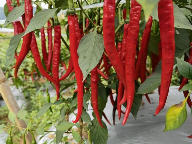 小康圆梦|四川宜宾筠连县乐义乡:红辣椒点燃火红日子