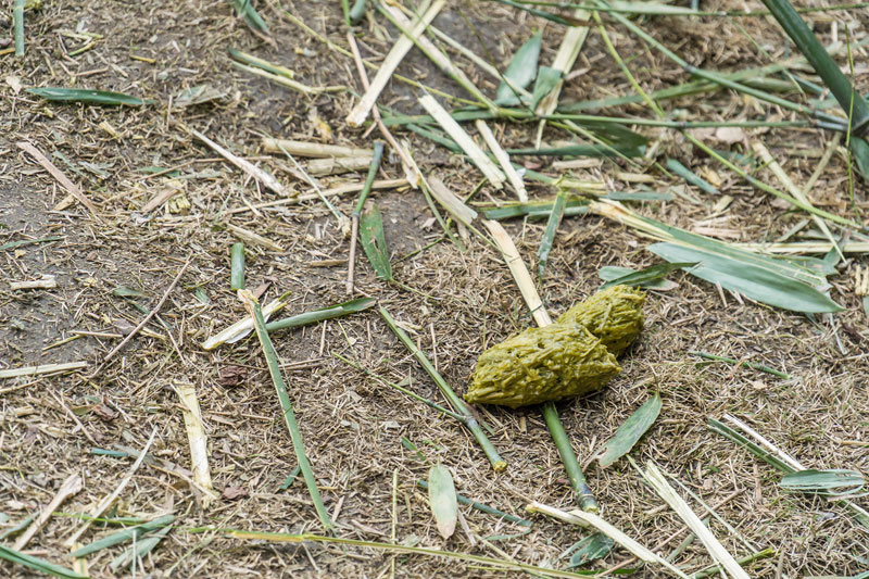 大熊猫的粪便里究竟隐藏着多少秘密为啥它的粪便不臭反香