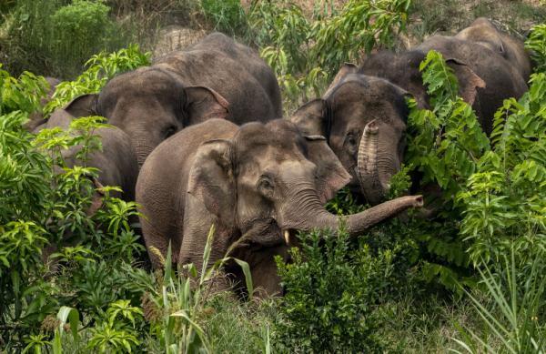 自4月16日从普洱市墨江县进入玉溪市元江县以来,这群野象已在传统栖息