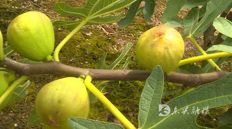 玩转内江|内江东兴区超大超甜的无花果成熟了,赶紧安排上!