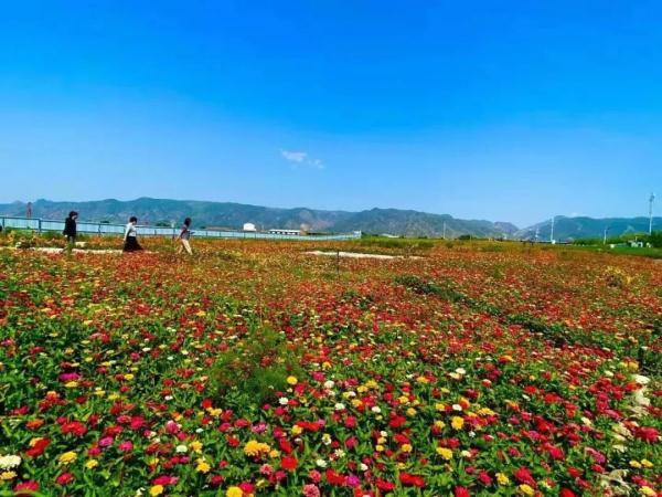 传说中的"花海"来了,就在呼和浩特这个地方!还免费开放