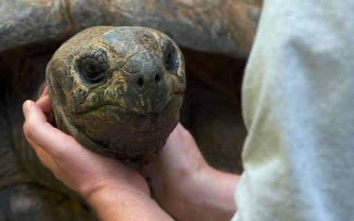 乌龟没壳还能活吗直到专家对其进行剖析这一点才清楚