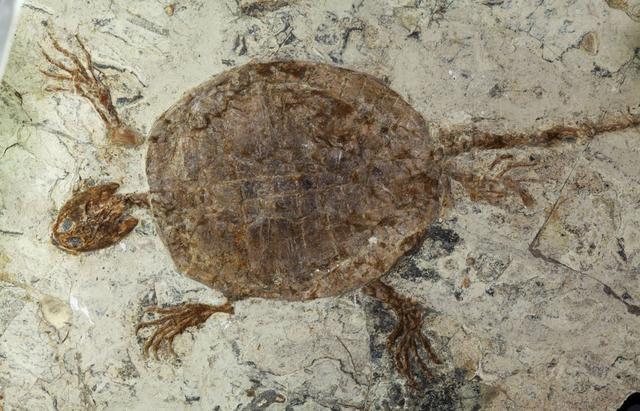 乌龟没壳还能活吗直到专家对其进行剖析这一点才清楚