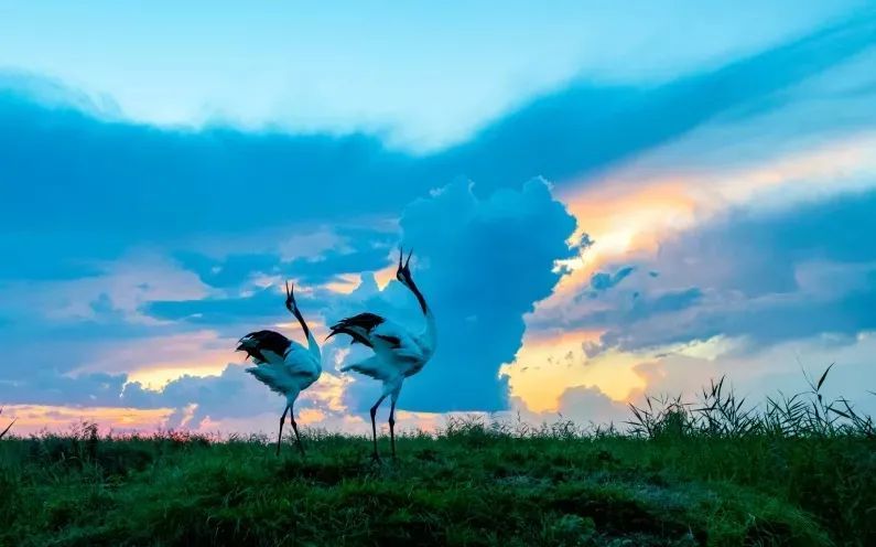 但愿人长久 千里共婵娟|扎龙生态旅游区祝您中秋快乐_腾讯新闻