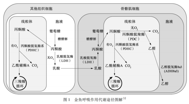 金魚無氧呼吸產生乳酸還是酒精?