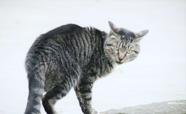 貓中霸王狸花貓,不吃白食愛自強,捕蛇滅鼠鬥鷹,猛犬也要繞著走