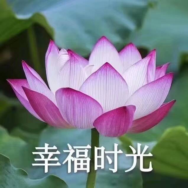 你找了很久的中老年潮流头像来了