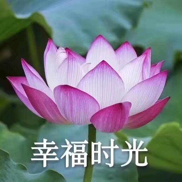 你找了很久的中老年潮流頭像來了