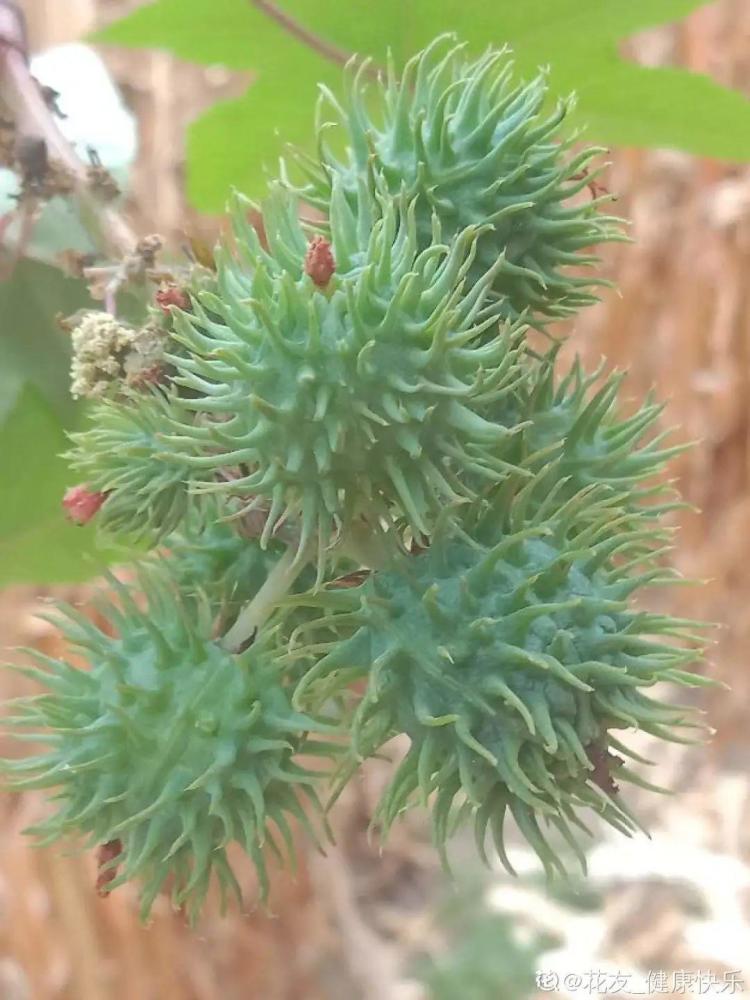 路边的有毒果,被老人捡回家吃,真吓人