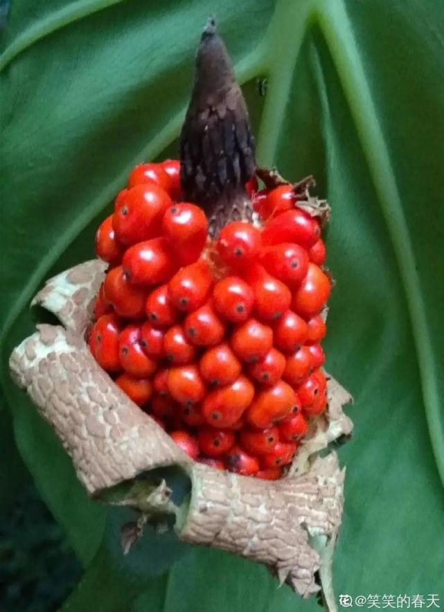 路边的有毒果,被老人捡回家吃,真吓人