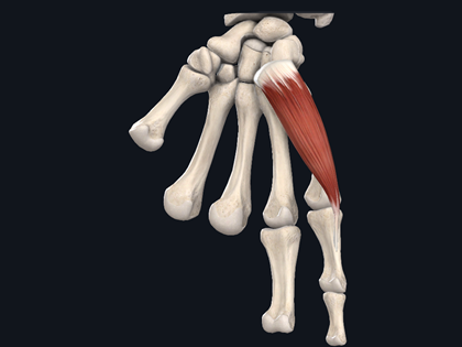 t1-小指外展肌群(小指外展肌)05c8-中指指屈肌群(指深屈肌)04c7-肘