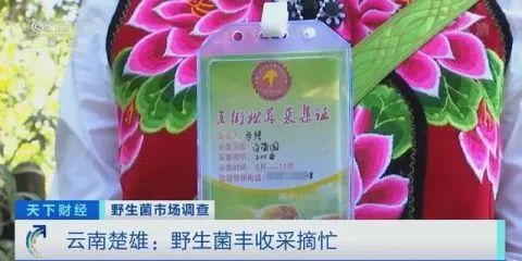 食用菌新闻_菌类新闻_野生菌新闻稿