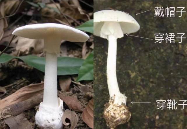 这种“白毒伞”别乱吃！漳浦一男子山上采蘑菇做菜，中毒还在抢救_腾讯新闻