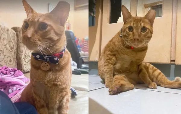 神桌下猫咪偷喝贡茶还瞪人 猫咪 快拿罐罐参拜 腾讯新闻