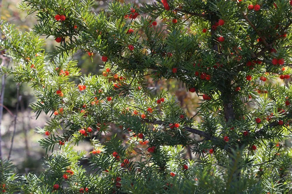 【黑龙江林业报】东北红豆杉:身如药树 百病不生_腾讯新闻