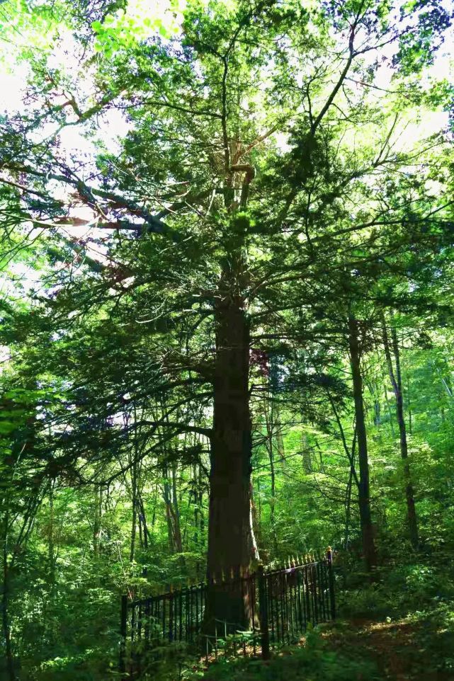 黑龙江林业报东北红豆杉身如药树百病不生