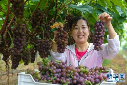 河南光山:小葡萄成"致富果"(图)