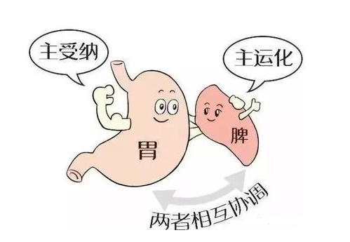 脾虚到底是怎么回事?