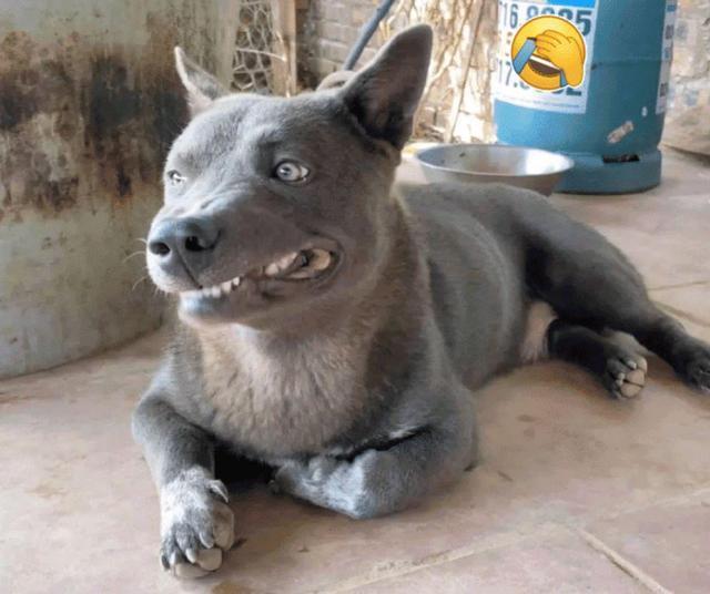 身体酷似"蓝猫"的狗狗大家还记得吗?时隔1年,是长残了吗?