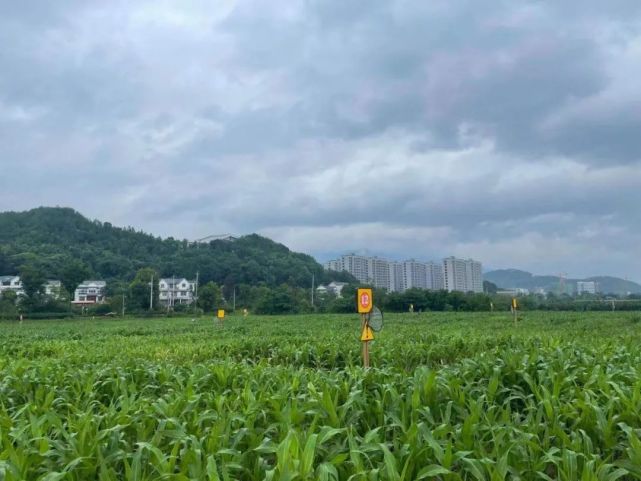 【三争三比·产业项目】梅城镇千鹤村:农文旅融合打造三江畔新地标