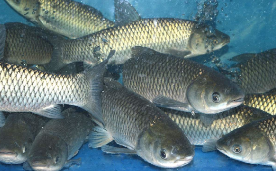 四大家鱼是哪四种鱼别再答错了鲤鱼和鲫鱼都不是