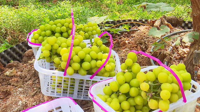 黄金香印葡萄园今天开园游客闻香而来