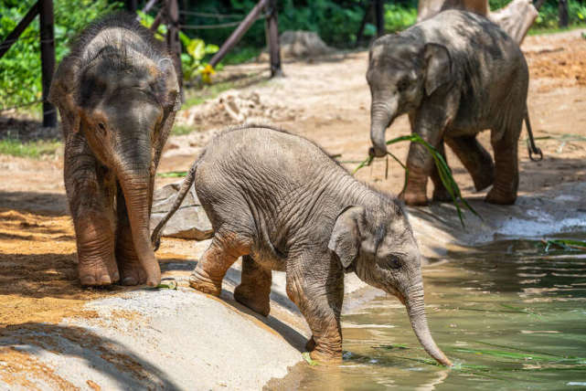 世界大象日亚洲象三代同堂萌态可掬