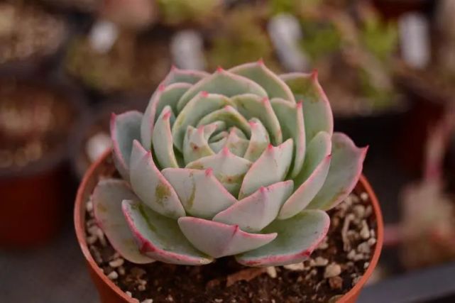 天使之城景天科拟石莲花属多肉植物普埃布拉地区的赛康达品种